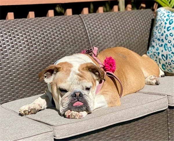 /Images/uploads/Long Island Bulldog Rescue/LIBR-2024-Calendar/entries/31103thumb.jpg